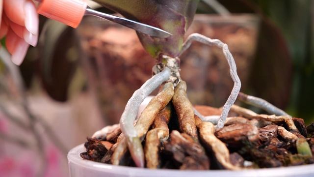 НЕ дает орхидее нормально жить. Ползет на верх. Язвы мест примыкания листьев орхидей. смотреть онлайн