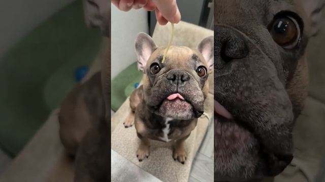 Вечно голодный пëсик #французскийбульдог #бцльдог #голоднаясобака смотреть онлайн