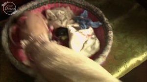 Сон в красном тереме 1 сезон 21 серия