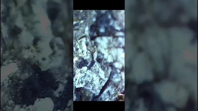Mikroskoopista katsottuna, osa 2. смотреть онлайн