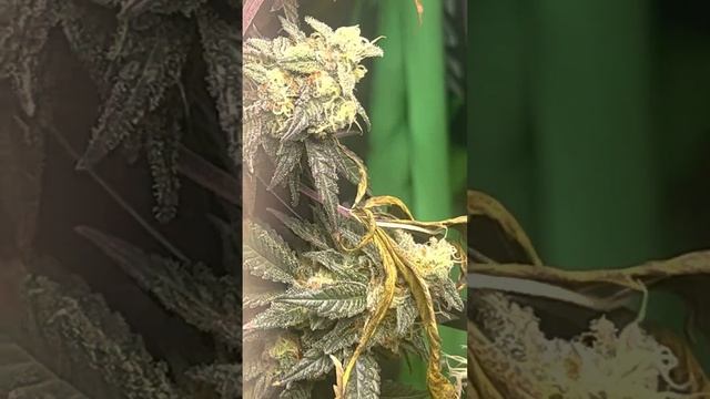 Last week. Flushing then after drying for two weeks before cure смотреть онлайн
