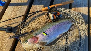 БЛЕСНА БЕЗОТКАЗНО ЛОВИТ ФОРЕЛЬ Рыбалка на спиннинг в октябре 2024