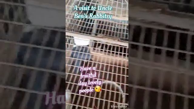 A visit to Uncle Ben's Rabbitry смотреть онлайн