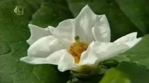 Семейство пасленовых. Признаки семейства