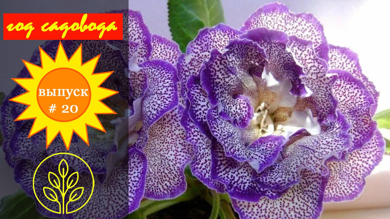 Год садовода #20 Глоксиния. смотреть онлайн