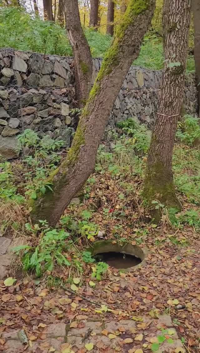 Бутовский лес. Родник. Октябрь 2024г.mp4 смотреть онлайн