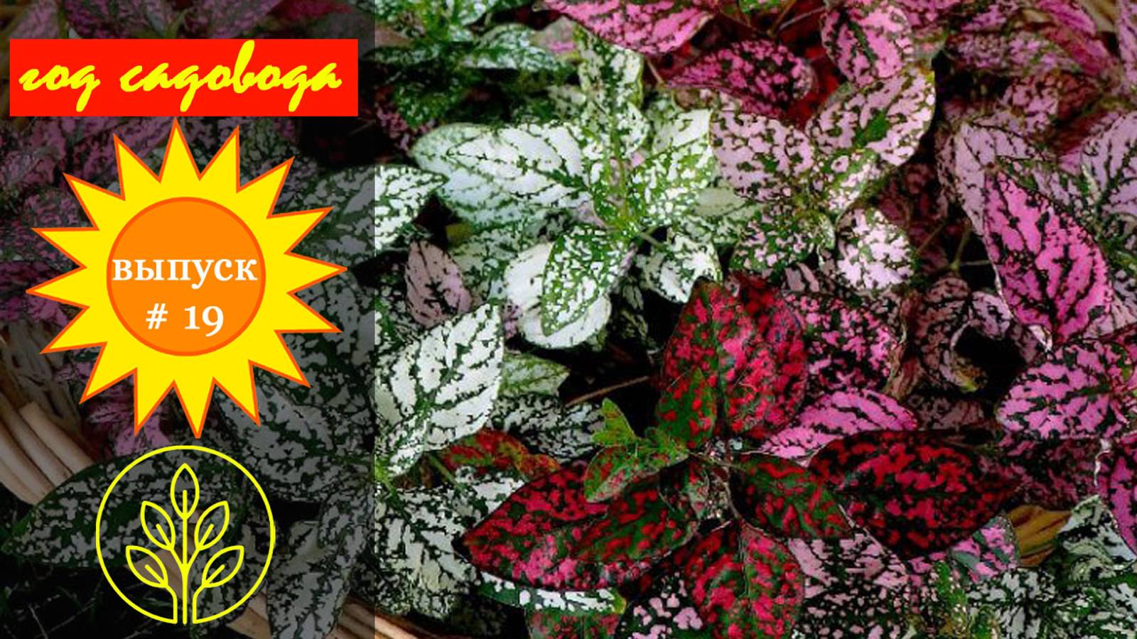 Год садовода #19 Гепоэстес. смотреть онлайн