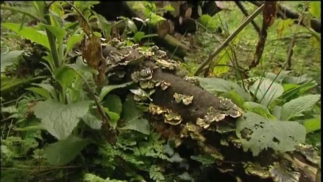 OD2_U6_Talking_point_-_Why_should_we_take_care_of_the_earth_ смотреть онлайн