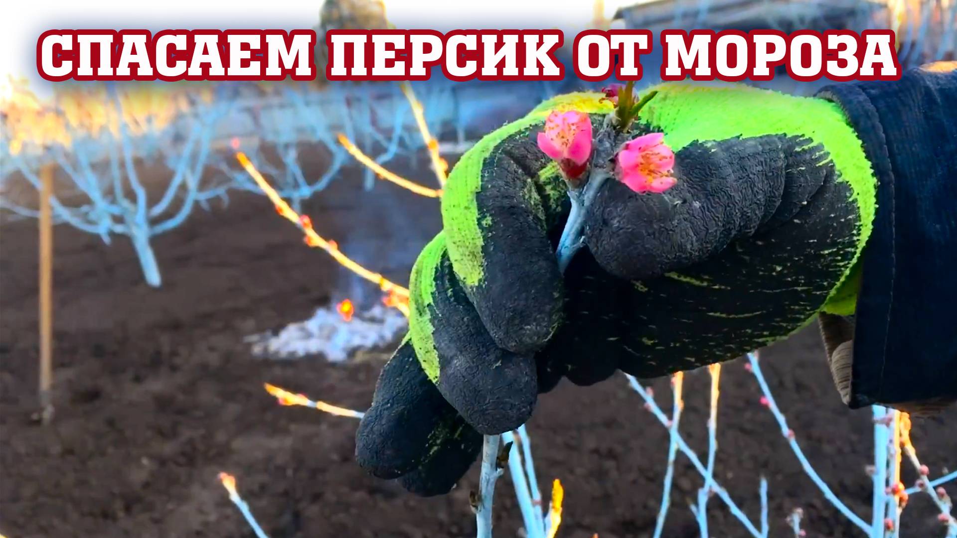 СПАСАЕМ ПЕРСИК ОТ МОРОЗА ⧸ ВЕСНА 2020 / Супер метод смотреть онлайн