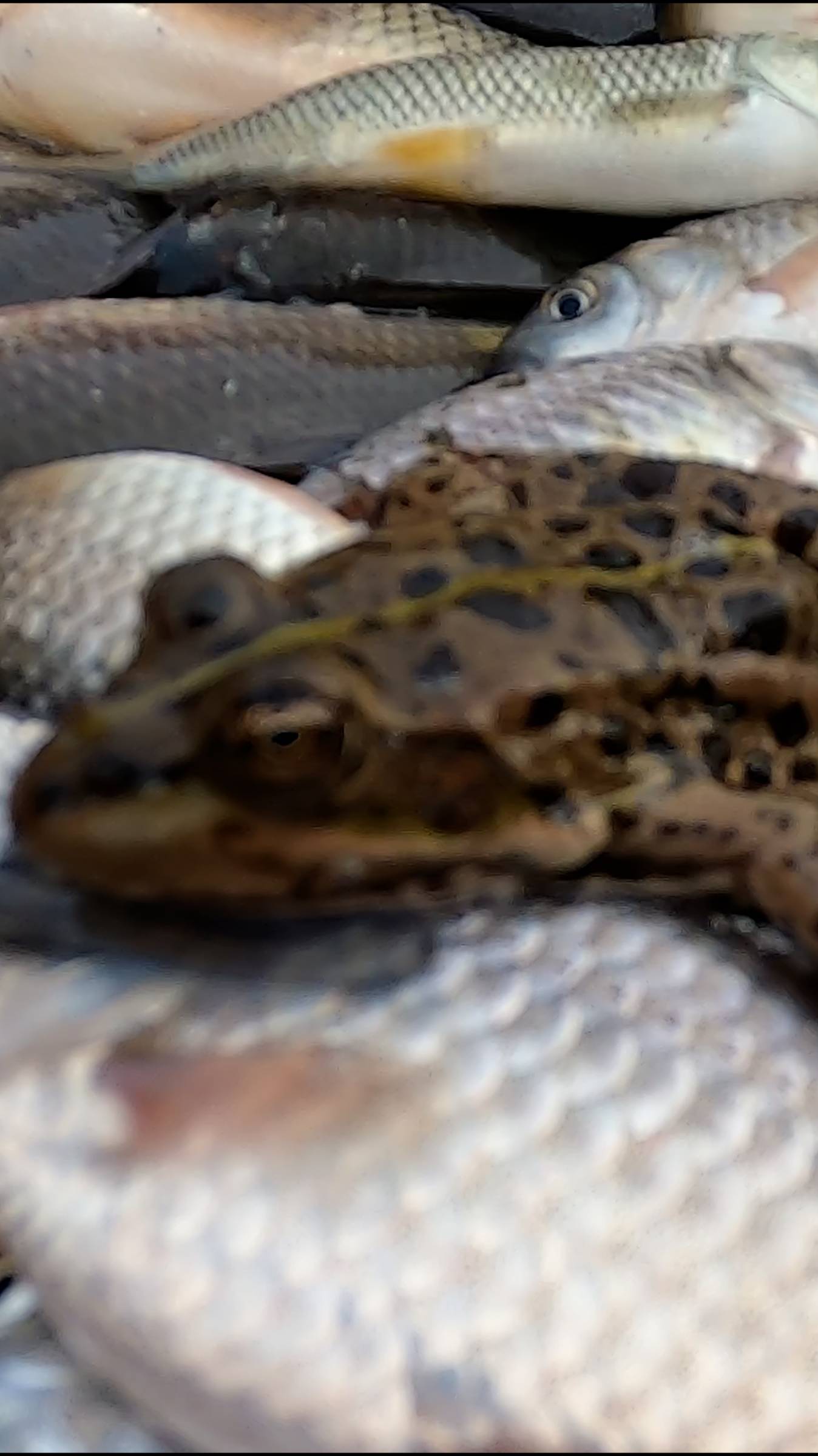 Зарыбление озера ДСК толстолобиком смотреть онлайн