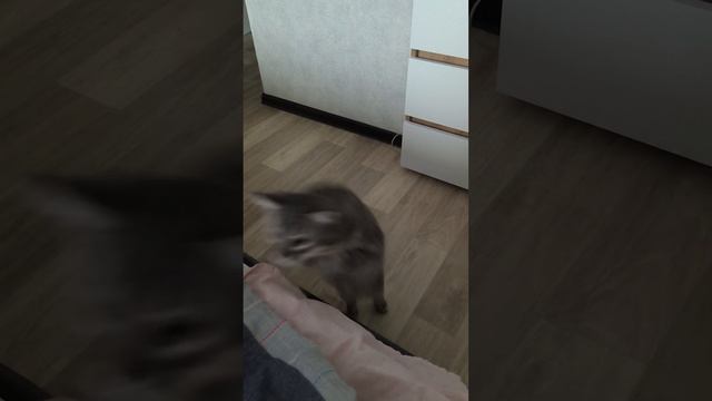 Где ты там и я 🐈 😊 #shorts смотреть онлайн