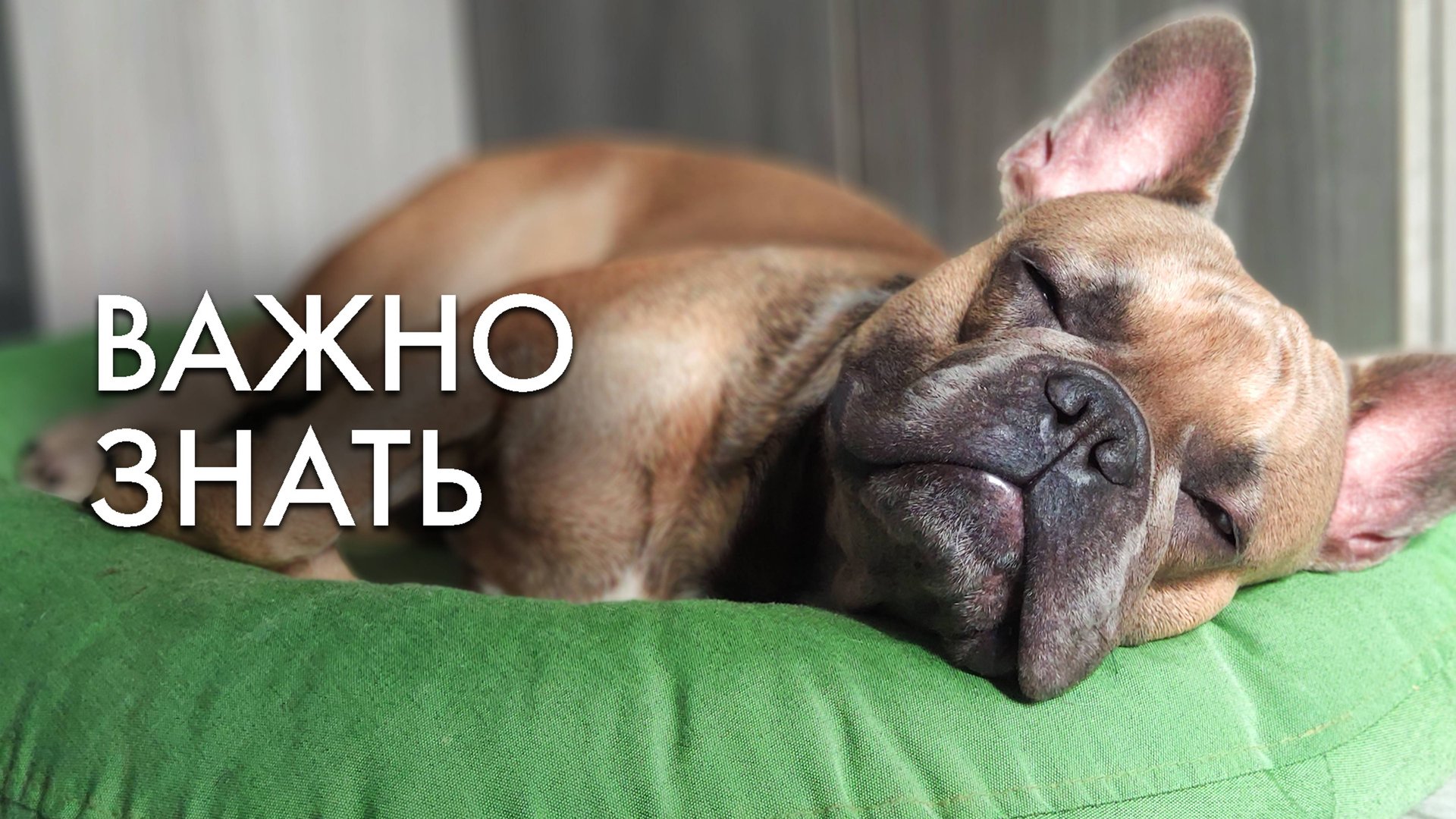 Здоровье французского бульдога | Распространенные болезни | Личный опыт смотреть онлайн