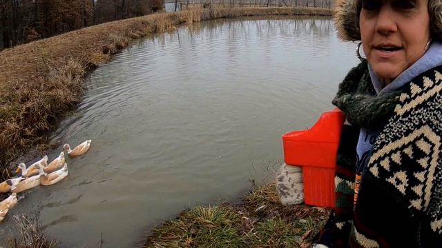 Rambo is causing a problem! All hands on deck. HOMESTEADING LIFE смотреть онлайн