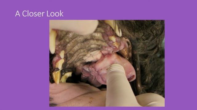 Lucy had Awake Teeth Cleans Every Month for 10 years смотреть онлайн