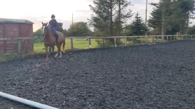 Liam Fenlon Walk Trot 1A смотреть онлайн