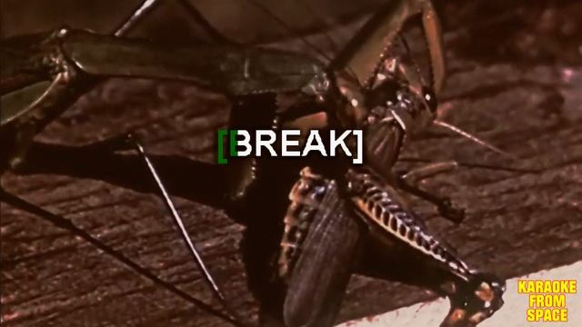 Brendan Benson • Insects Rule | Karaoke • Instrumental • Lyrics смотреть онлайн