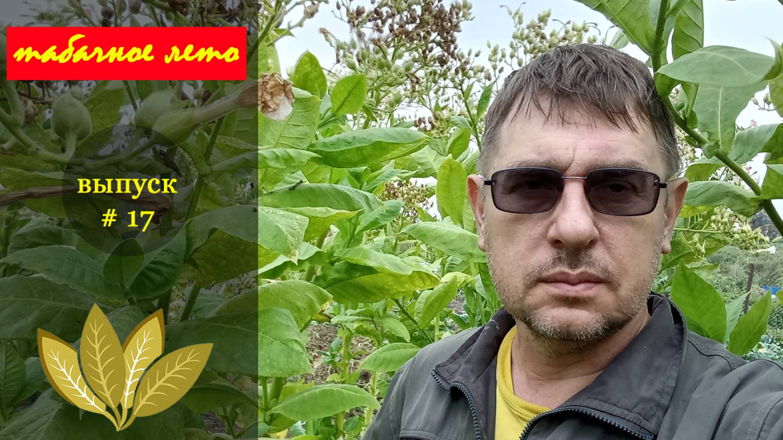 Выпуск #17 Завершение табачного сезона. #табак смотреть онлайн