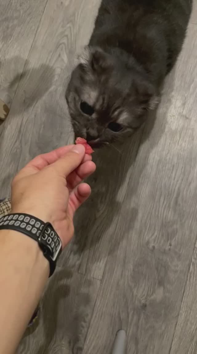 Кот ест арбуз смотреть онлайн