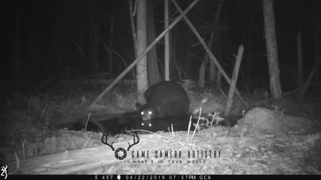 Maine black bear - spring mud bath (1 of 7) смотреть онлайн