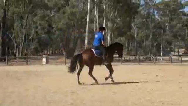 Goodtimesbadtimes 9yo TB mare for sale смотреть онлайн