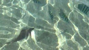 Подводный мир