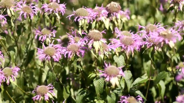 OD2e_L1_BQ9_TP смотреть онлайн