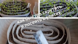 Улитка от посева до всходов или ответы на самые частые комментарии.