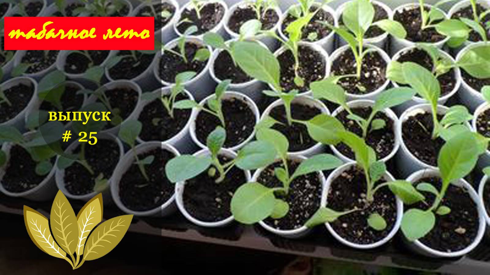 Выпуск #25 Отбраковка рассады. Сезон 2024 года. #табак смотреть онлайн