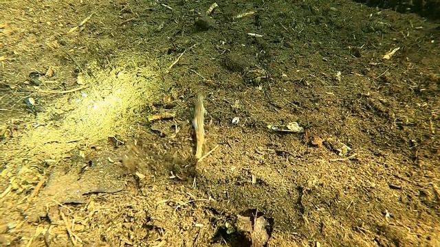 11. 07. 2.1 Privater Waldsee Plön . Die Welse (Teil 1) смотреть онлайн