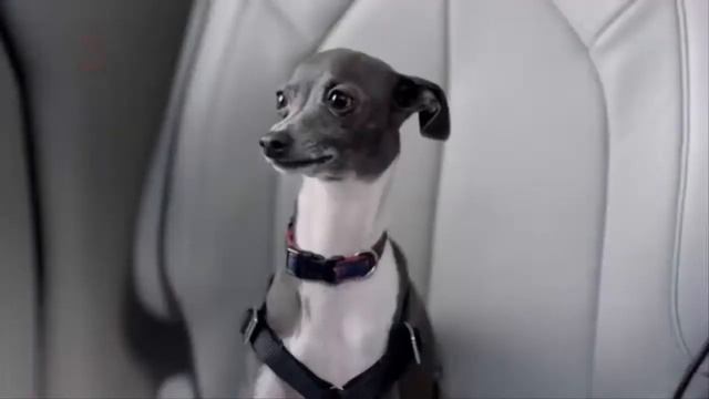Top 4 The Secret Life Of Pets Most Exciting Chrysler Pacifica Commercials Feat Seth Meyers смотреть онлайн