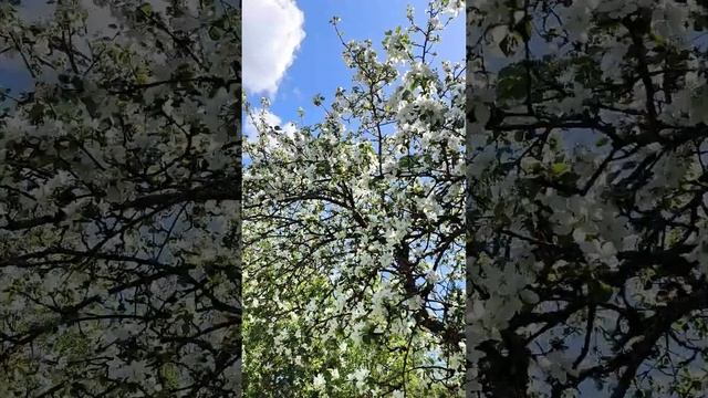 Яблони в цвету.