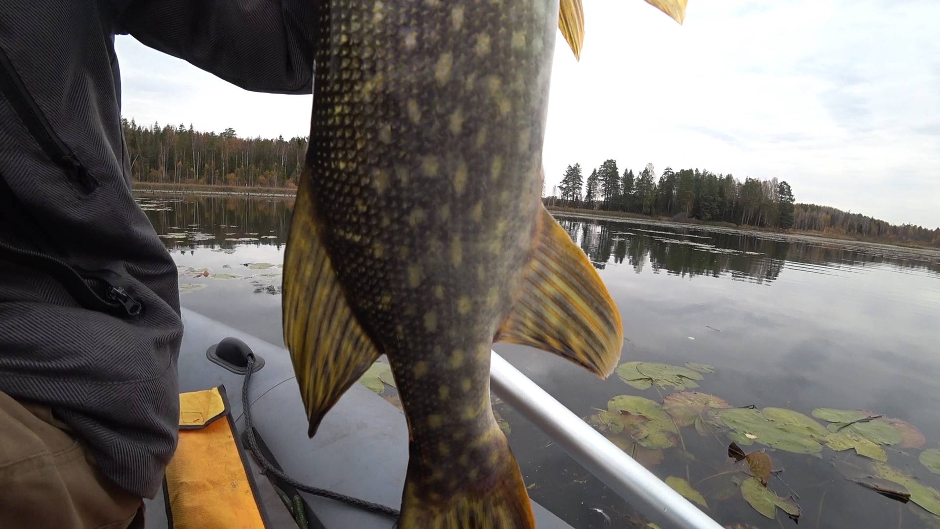 Скормили ЩУКАМ две пачки резины! Осенняя щука на ДЖИГ в диком пруду. смотреть онлайн