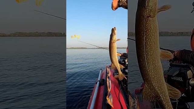 Неплохая щука осенью смотреть онлайн