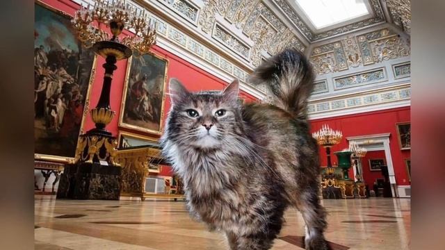 Без кота и жизнь не та!