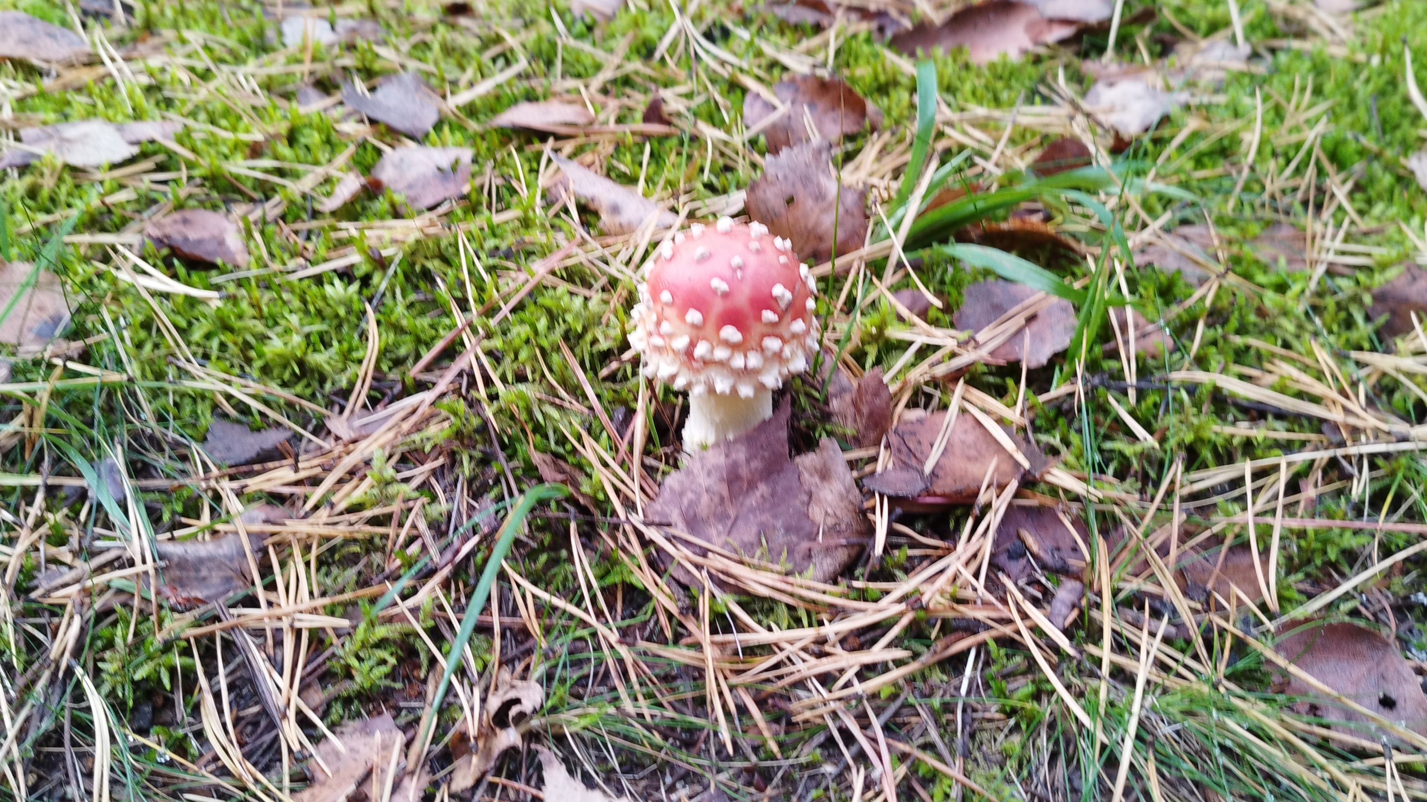 Закрытие грибного сезона 2024 😔 смотреть онлайн