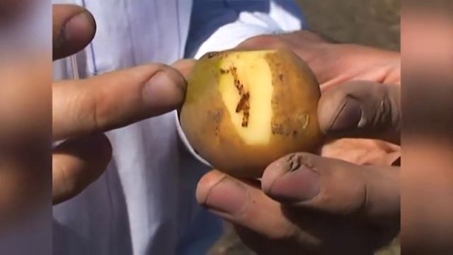 კარტოფილის ძირითადი მავნებლები, მათი პრევენცია და განადგურება смотреть онлайн