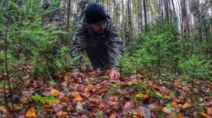 ГРИБНИК НЕ ОЖИДАЛ УВИДЕТЬ СТОЛЬКО ГРИБОВ В ОКТЯБРЕ! ЛЕС ПРОДОЛЖАЕТ ЖИТЬ | БЛАГОРОДНЫЕ ГРИБЫ 2023