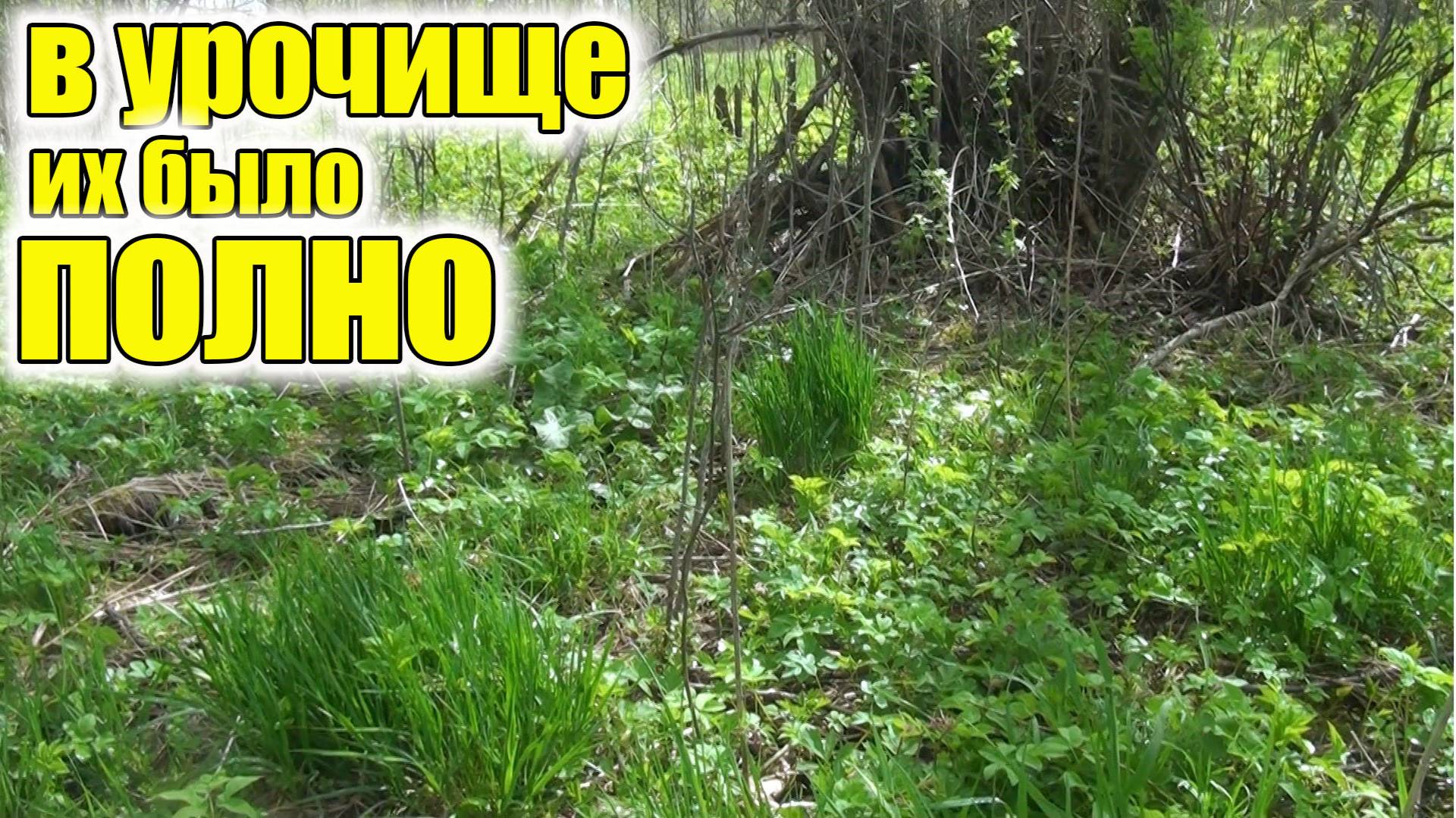 В урочище их было полно! Металлоискатель против Старой Деревни! Кто Найдет Больше Сокровищ? смотреть онлайн