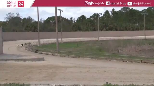 Greyhound racing in Florida may be on its last legs смотреть онлайн