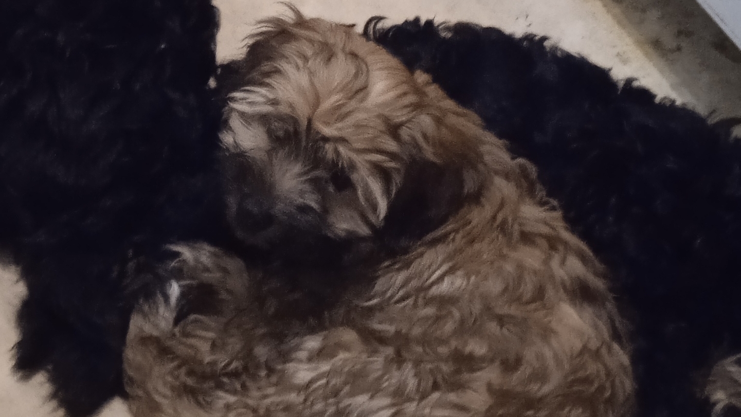 Щенки Тибетского терьера смотреть онлайн