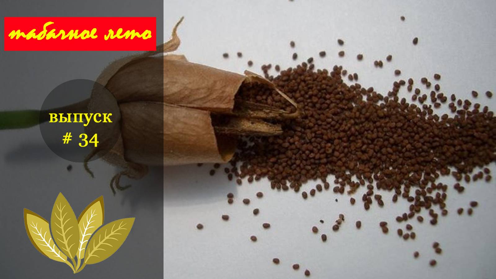 Выпуск #34 Сбор семян. Сезон 2024 года. #табак смотреть онлайн