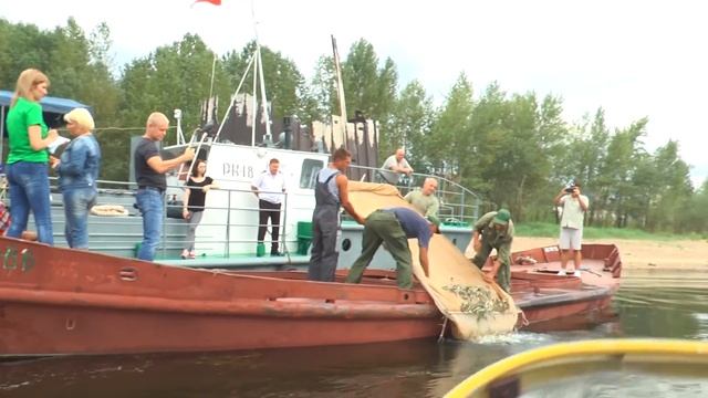Выпуск малька осетровых пород в Волгу смотреть онлайн