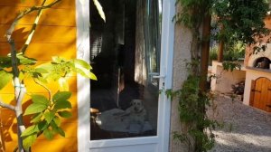 Франция/ОБРЕЗКА ЛАВАНДЫ/АЗИАТСКИЙ,  РЕСТОРАН/ЕШЬ ОТ ПУЗА/КУРОЧКА ГРИЛЬ С ОВОЩАМИ