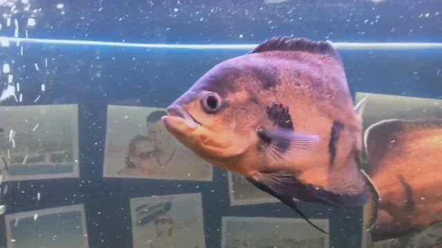 Астрик 131216 смотреть онлайн