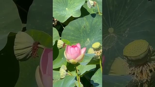 Лотосы.Краснодарский край, 2024