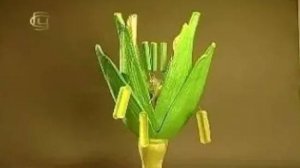 Семейство злаки. Признаки семейства