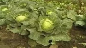 Семейство крестоцветных. Многообразие растений семейства крестоцветных