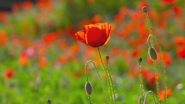 Scène D*Amour - Sarah Brightman & Rachel_s Song смотреть онлайн