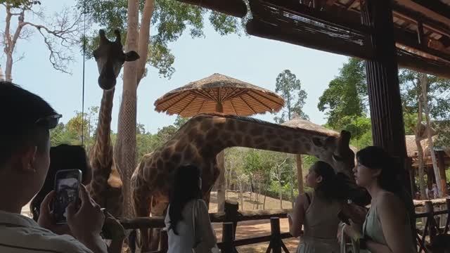 Вьетнамский Диснейленд - Vinwonders || Сафари, Парк аттракционов, океанариум и аквапарк