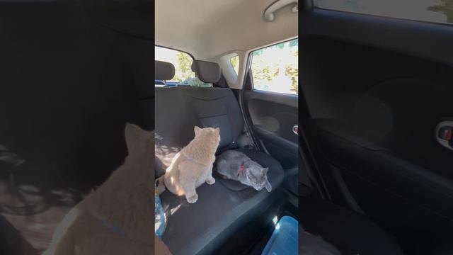 коты едут на прогулку в машине